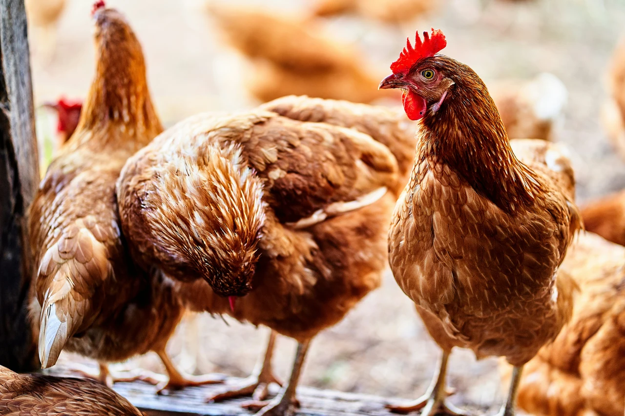 Il rimedio naturale contro i pidocchi delle galline: è molto efficace e a costo zero Immagine selezionata