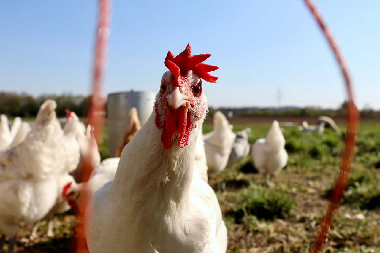Il rimedio naturale contro i pidocchi delle galline: è molto efficace e a costo zero Immagine selezionata