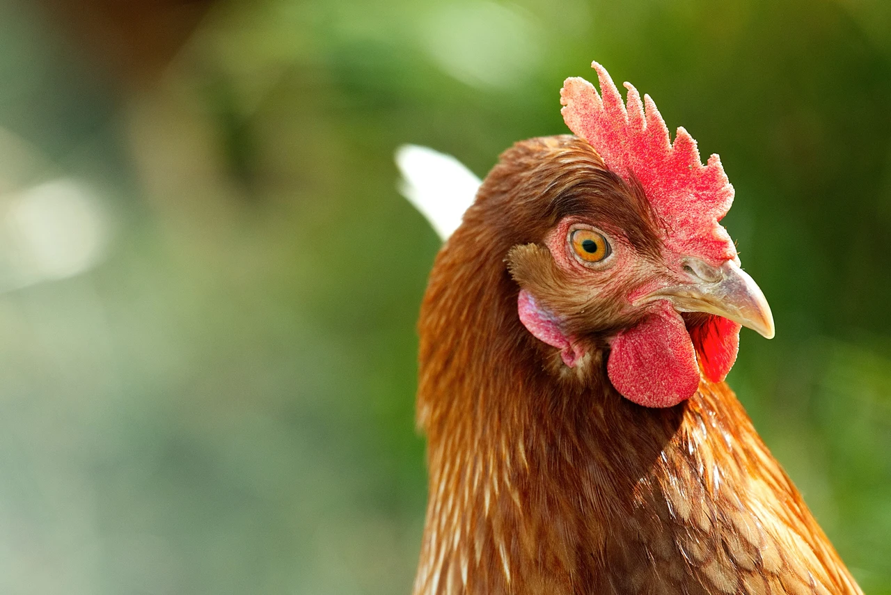 Il rimedio naturale contro i pidocchi delle galline: è molto efficace e a costo zero Immagine selezionata