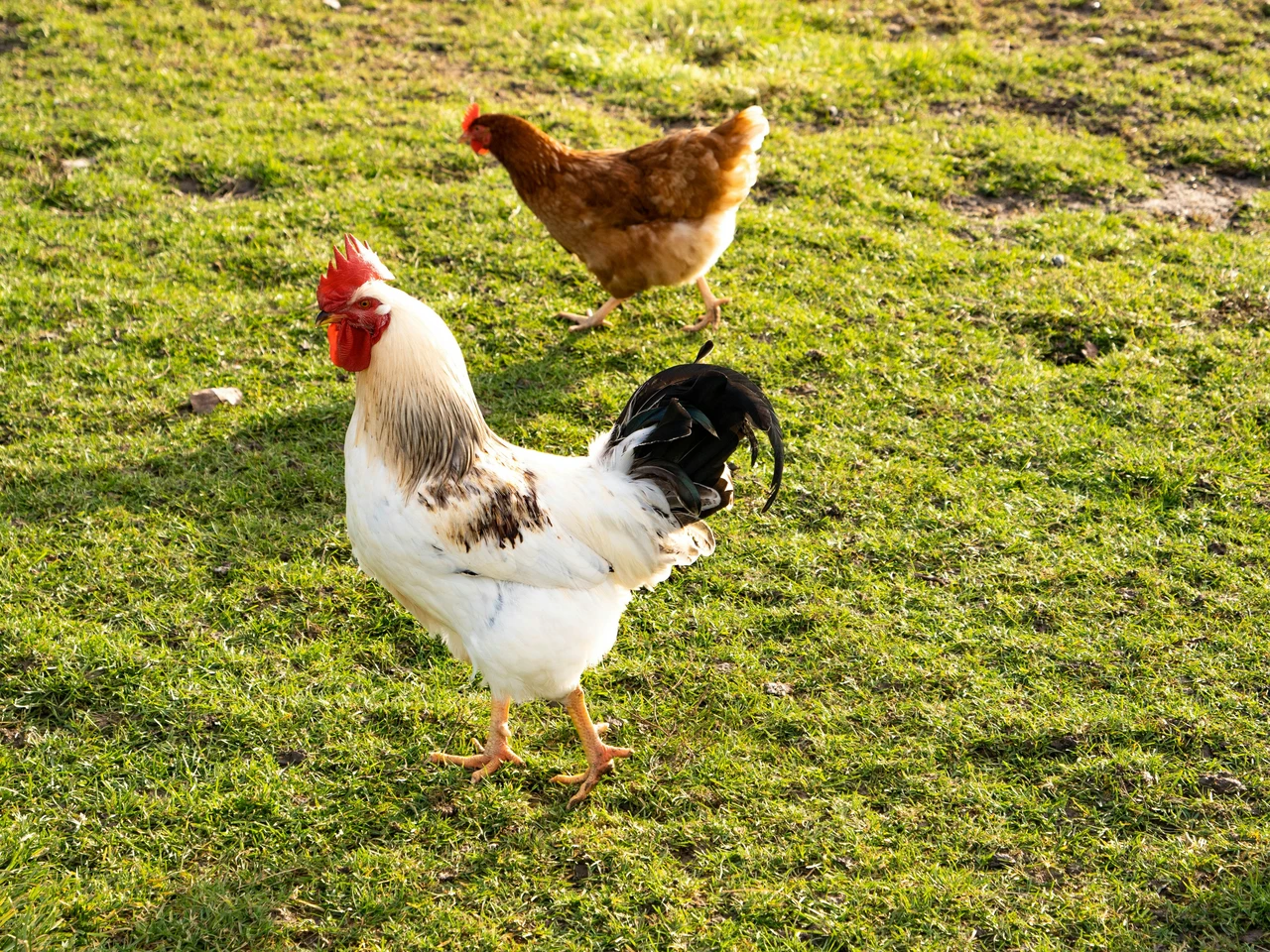 Il rimedio naturale contro i pidocchi delle galline: è molto efficace e a costo zero Immagine selezionata