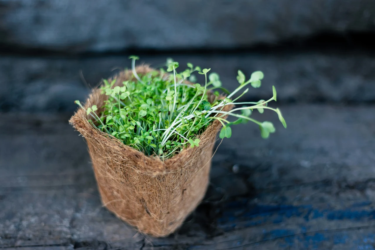 Il metodo più semplice per coltivare l’insalata in casa Immagine selezionata