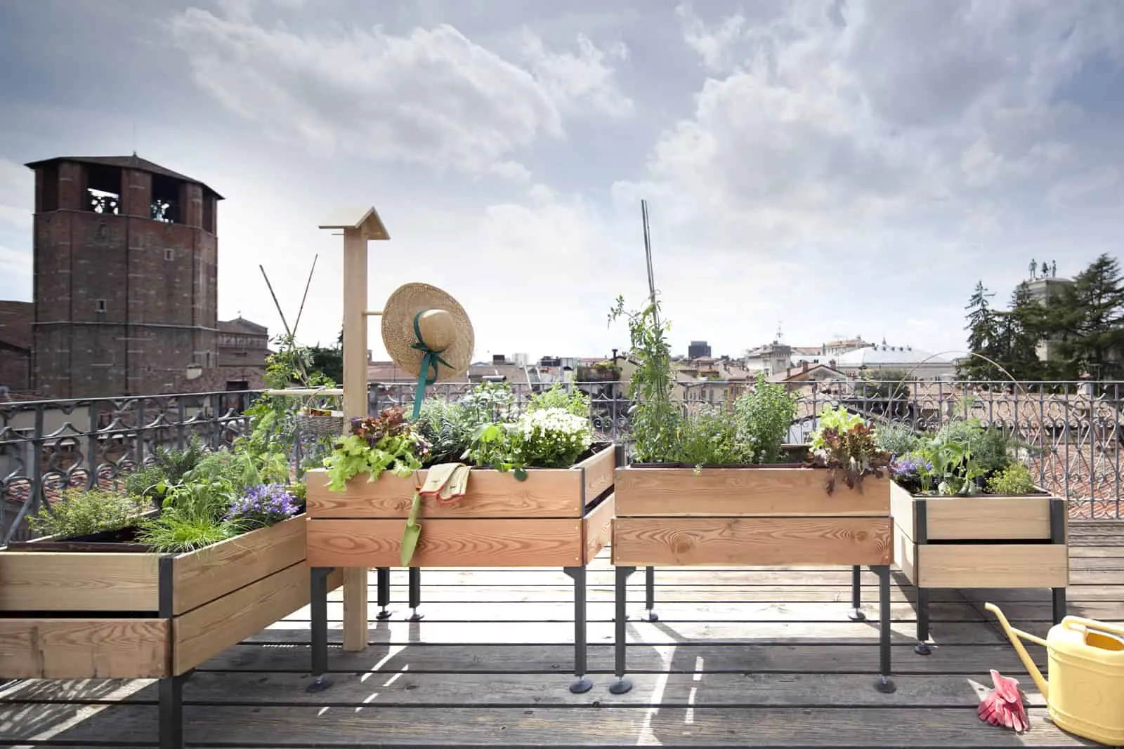 Il metodo più semplice per coltivare l’insalata in casa Immagine selezionata
