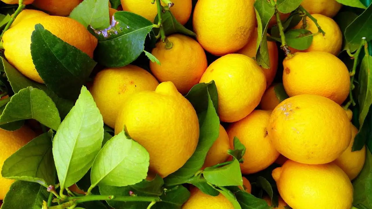 Attenzione a questo fertilizzante sul limone! Rischi effetti indesiderati Immagine selezionata