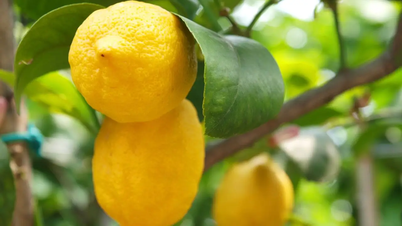 Attenzione a questo fertilizzante sul limone! Rischi effetti indesiderati Immagine selezionata