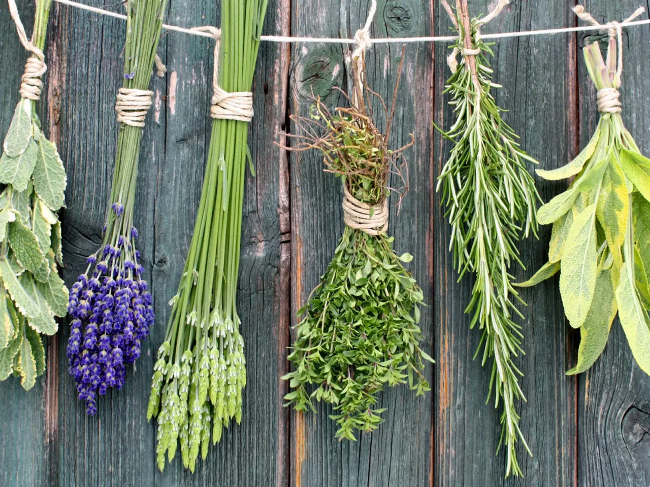 Guida alla coltivazione delle erbe medicinali: le varietà più consigliate