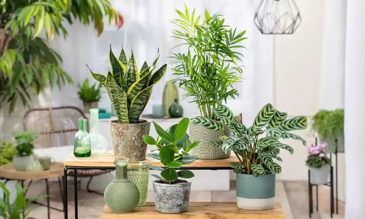 Come difendere le piante dagli sbalzi di temperatura