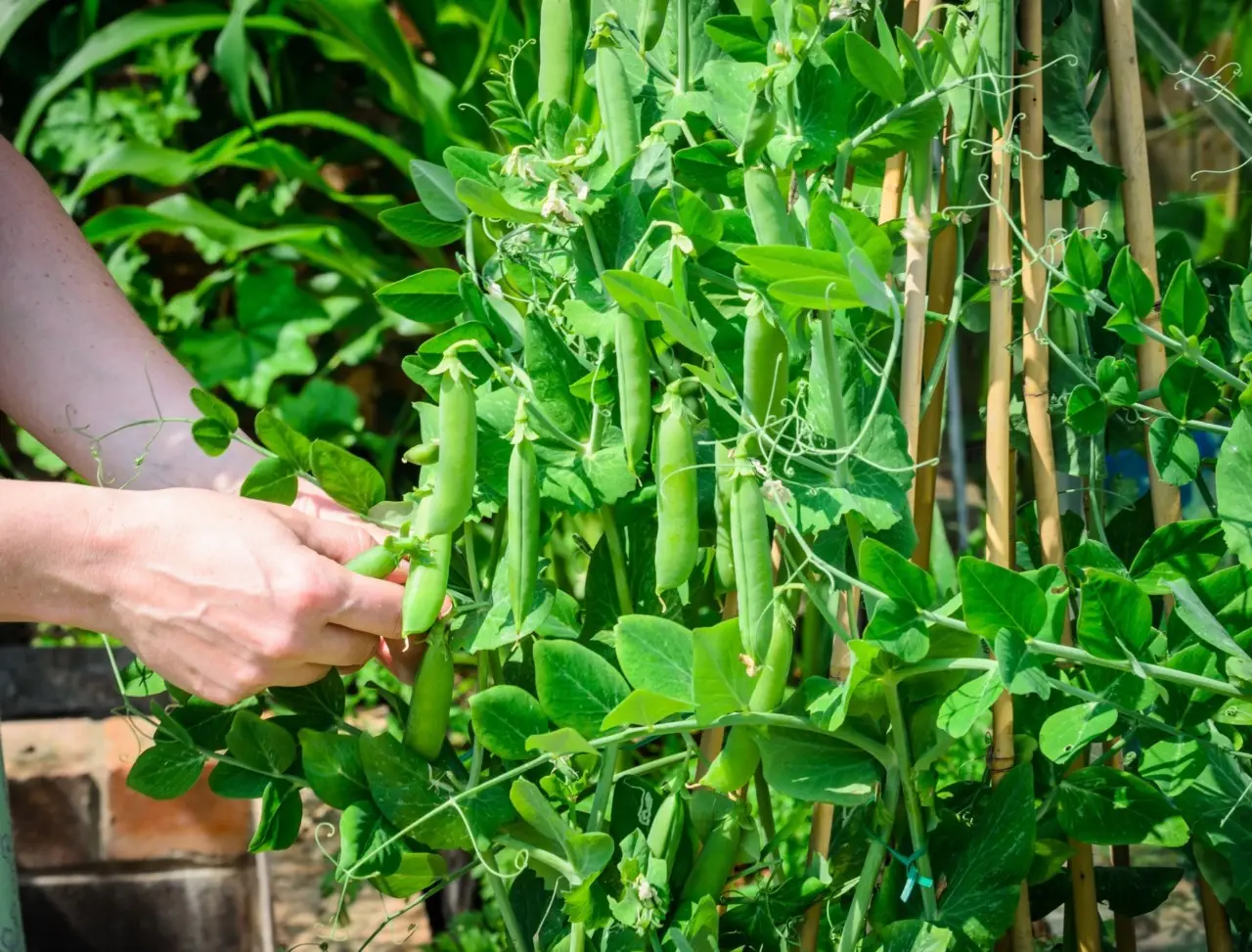 Il momento migliore per seminare i piselli qual è il periodo ideale
