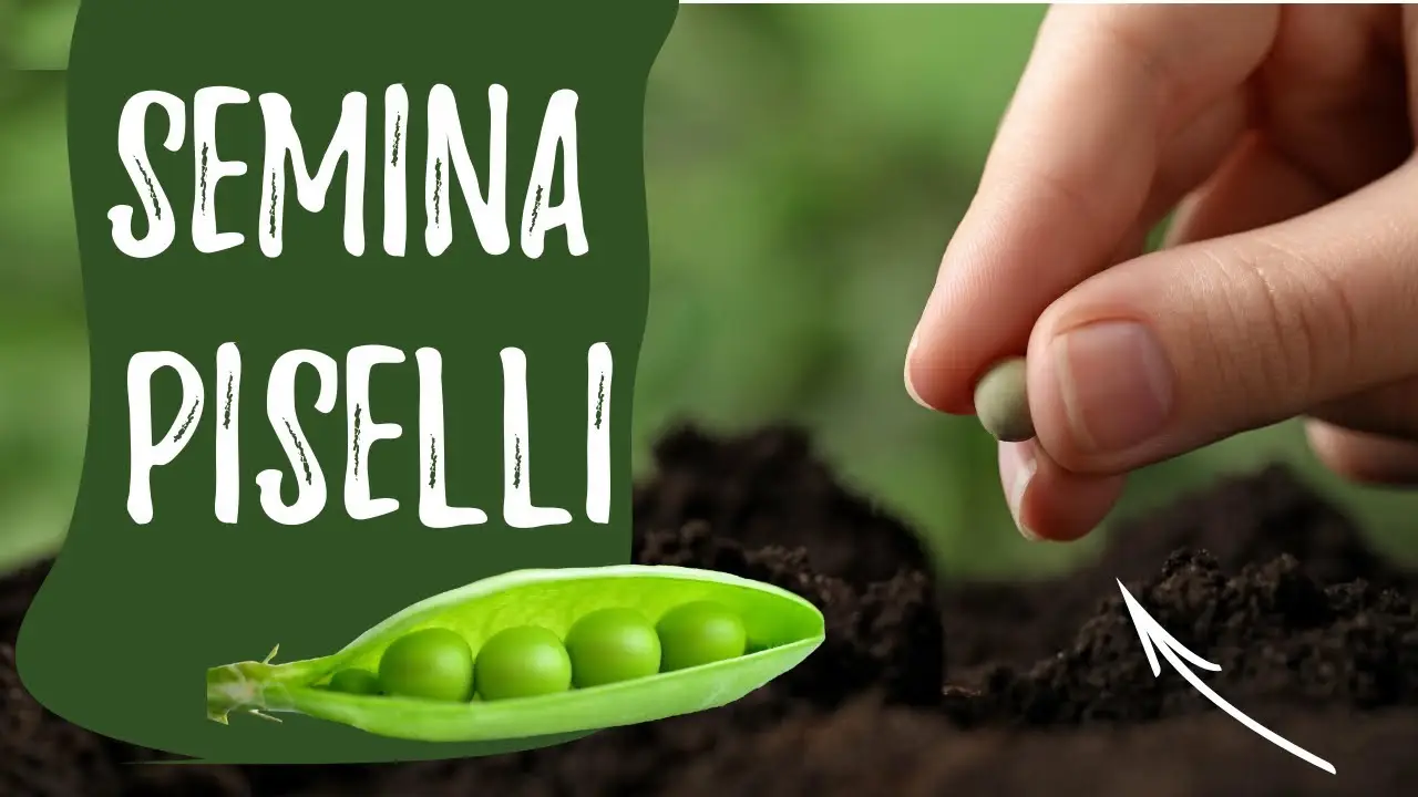 Il momento migliore per seminare i piselli qual è il periodo ideale Immagine selezionata