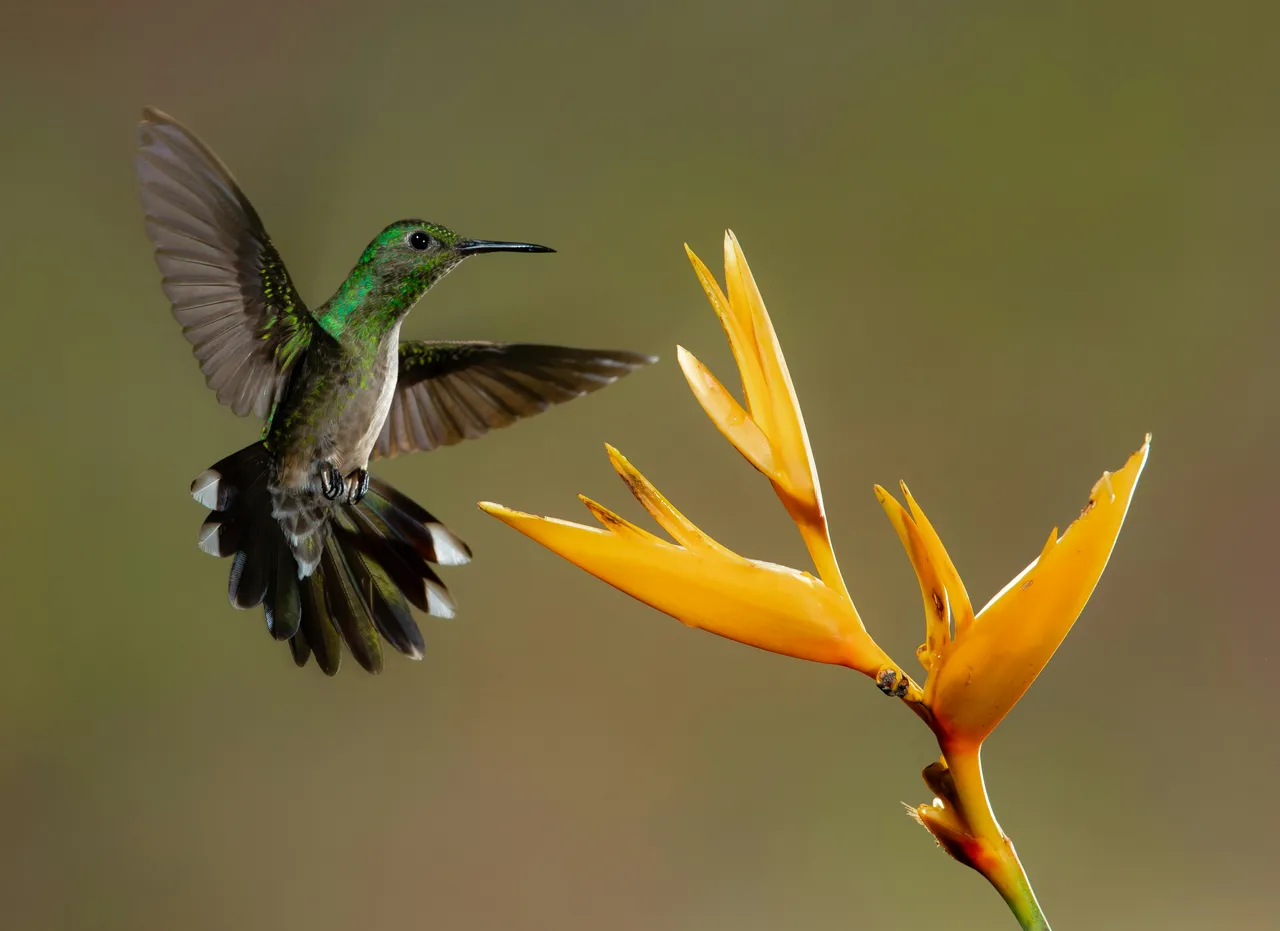 È il momento di accogliere i colibrì! Ecco dove stanno arrivando e preparati a stupirti Immagine selezionata