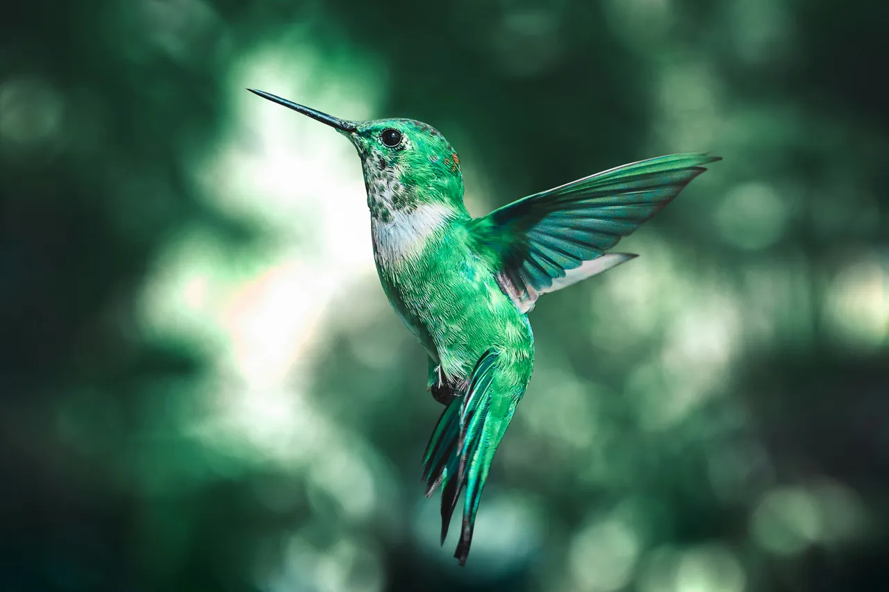 È il momento di accogliere i colibrì! Ecco dove stanno arrivando e preparati a stupirti Immagine selezionata