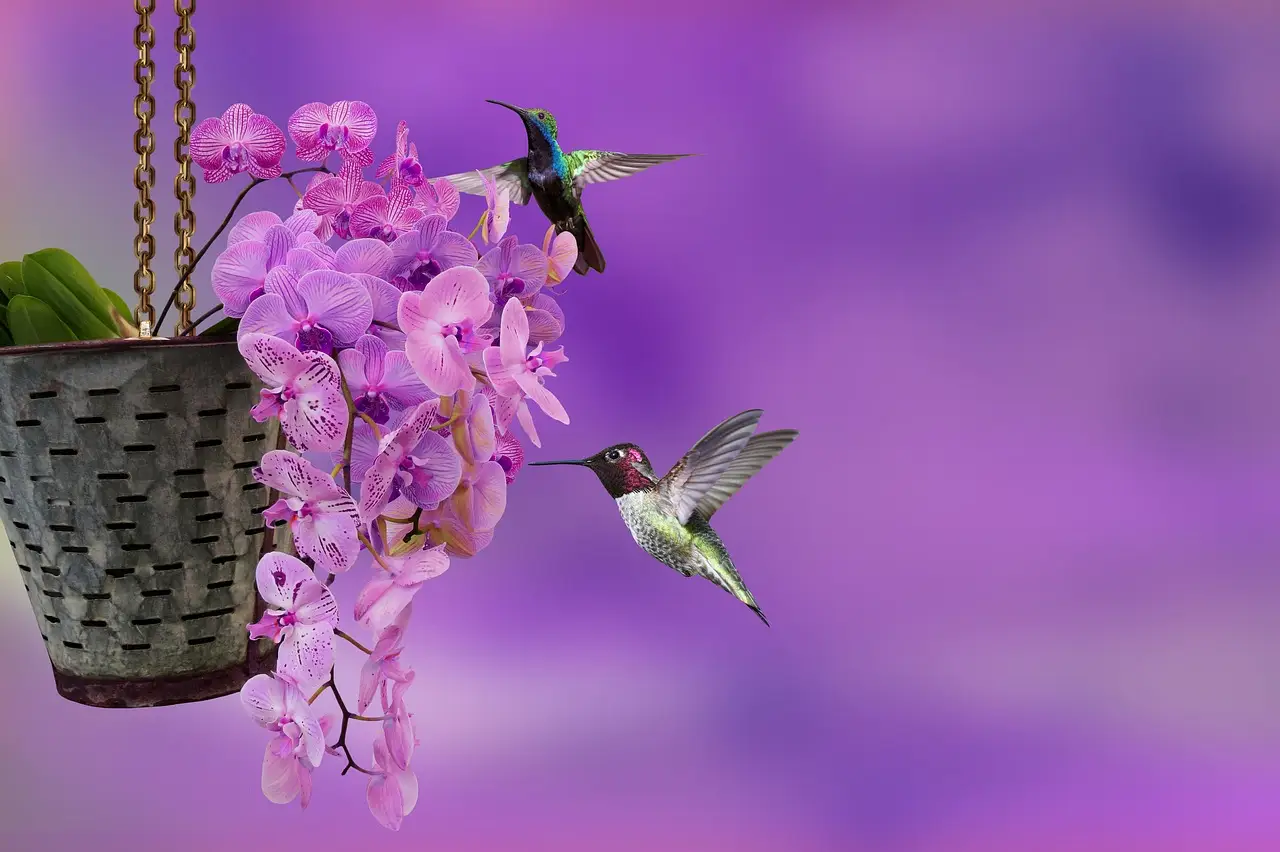 È il momento di accogliere i colibrì! Ecco dove stanno arrivando e preparati a stupirti Immagine selezionata