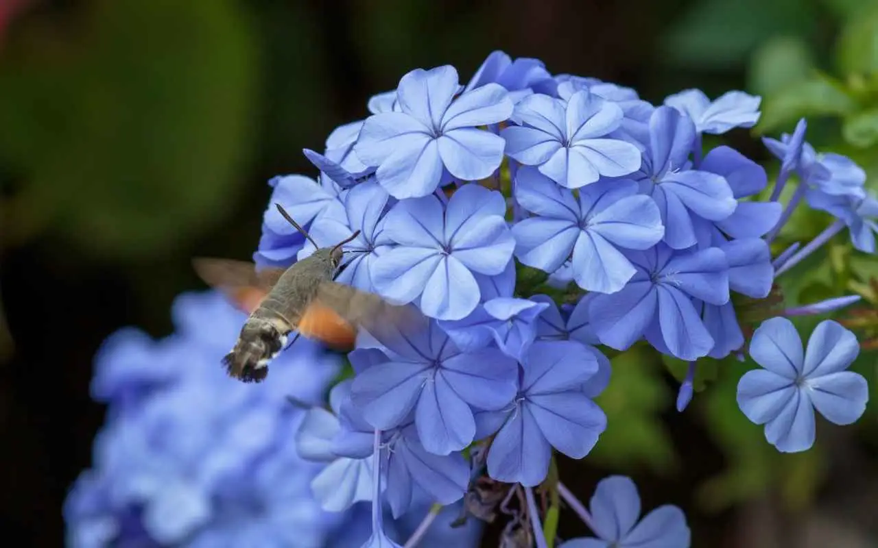 È il momento di accogliere i colibrì! Ecco dove stanno arrivando e preparati a stupirti Immagine selezionata