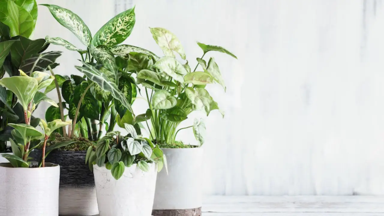 La pianta che rivoluziona il giardino: cresce senza sforzo e porta profumo in tutta la casa La pianta che rivoluziona il giardino: cresce senza sforzo e porta profumo in tutta la casa