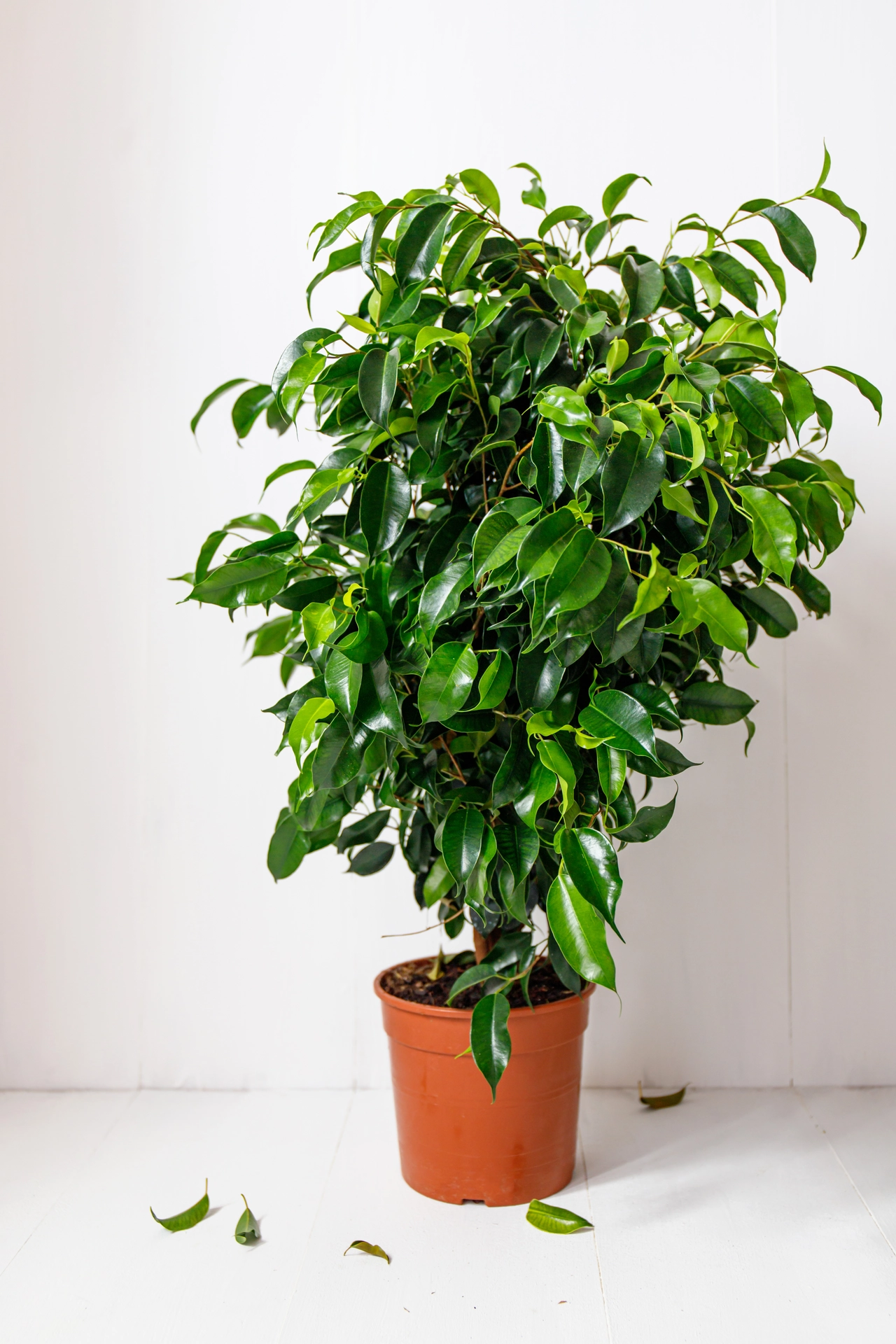 Ficus vs. piante da interno comuni: ecco perché il ficus porta eleganza ed aria pulita nella tua casa