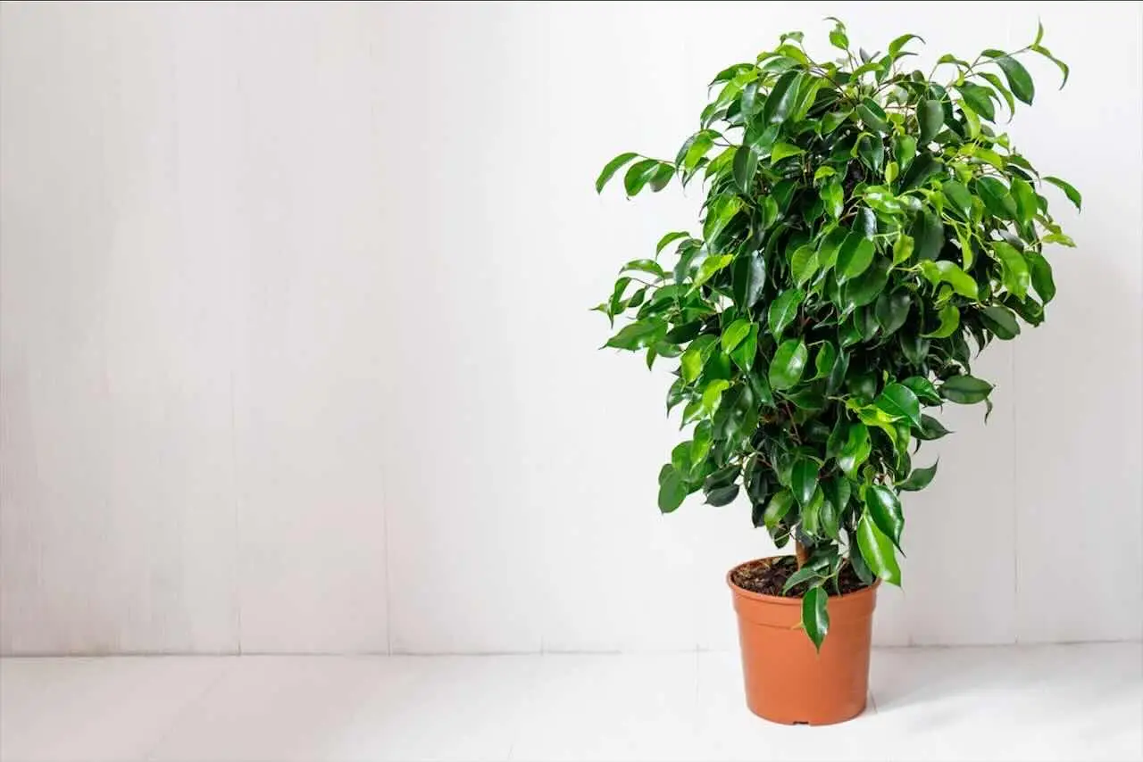 Ficus vs. piante da interno comuni: ecco perché il ficus porta eleganza ed aria pulita nella tua casa Ficus vs. piante da interno comuni: ecco perché il ficus porta eleganza ed aria pulita nella tua casa