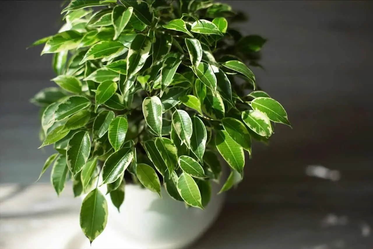Ficus vs. piante da interno comuni: ecco perché il ficus porta eleganza ed aria pulita nella tua casa Ficus vs. piante da interno comuni: ecco perché il ficus porta eleganza ed aria pulita nella tua casa