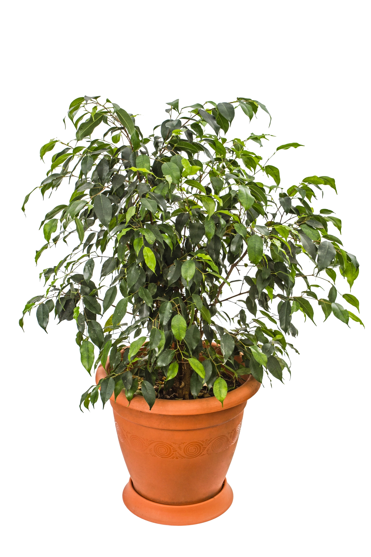 Ficus vs. piante da interno comuni: ecco perché il ficus porta eleganza ed aria pulita nella tua casa Ficus vs. piante da interno comuni: ecco perché il ficus porta eleganza ed aria pulita nella tua casa