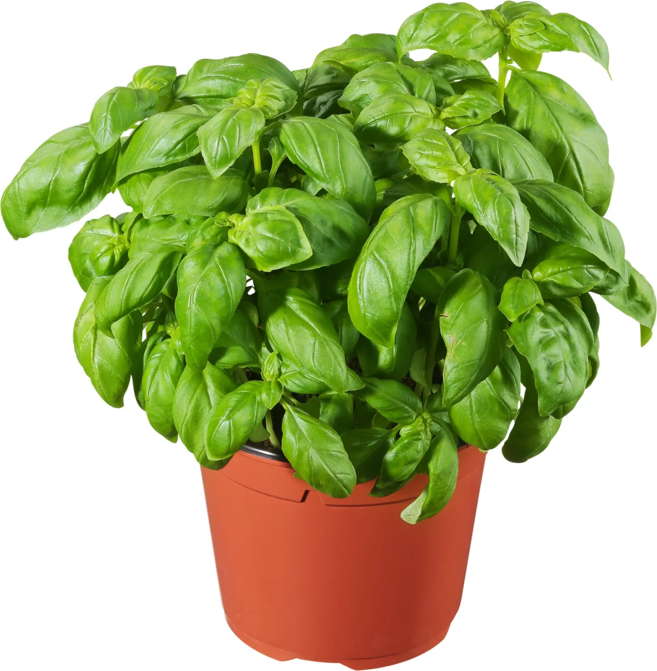 I segreti per coltivare il basilico in vaso e mantenerlo sempre sano I segreti per coltivare il basilico in vaso e mantenerlo sempre sano
