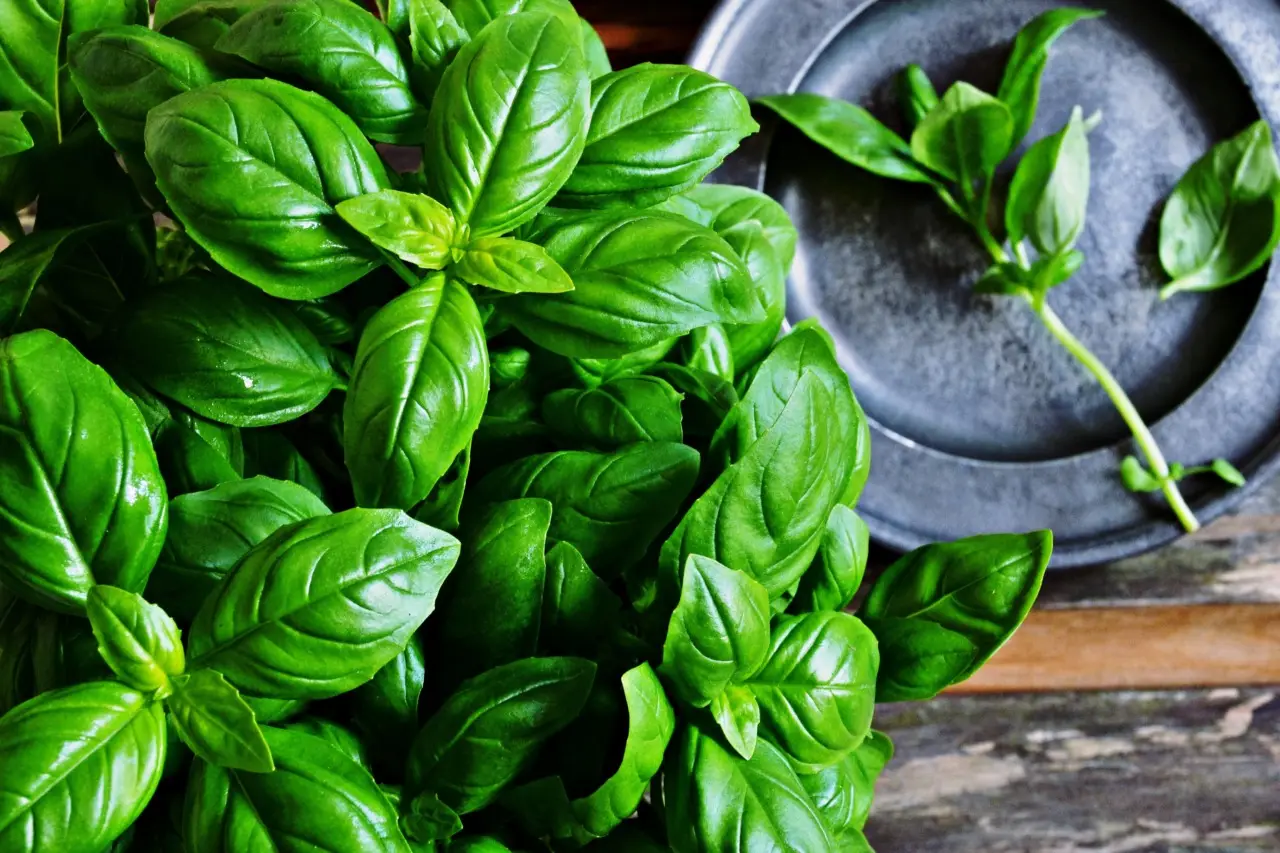 I segreti per coltivare il basilico in vaso e mantenerlo sempre sano I segreti per coltivare il basilico in vaso e mantenerlo sempre sano
