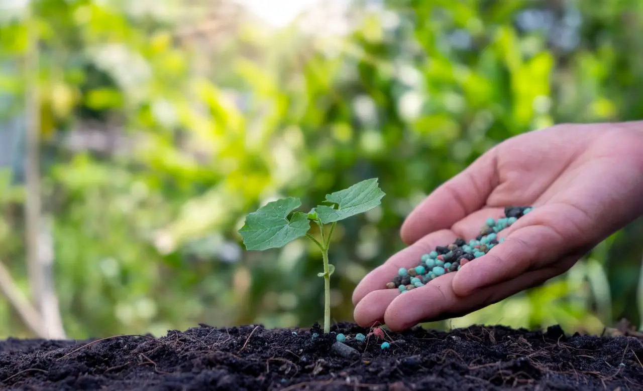 Evitare i fertilizzanti sintetici nella coltivazione biologica del giardino: ecco cosa succede