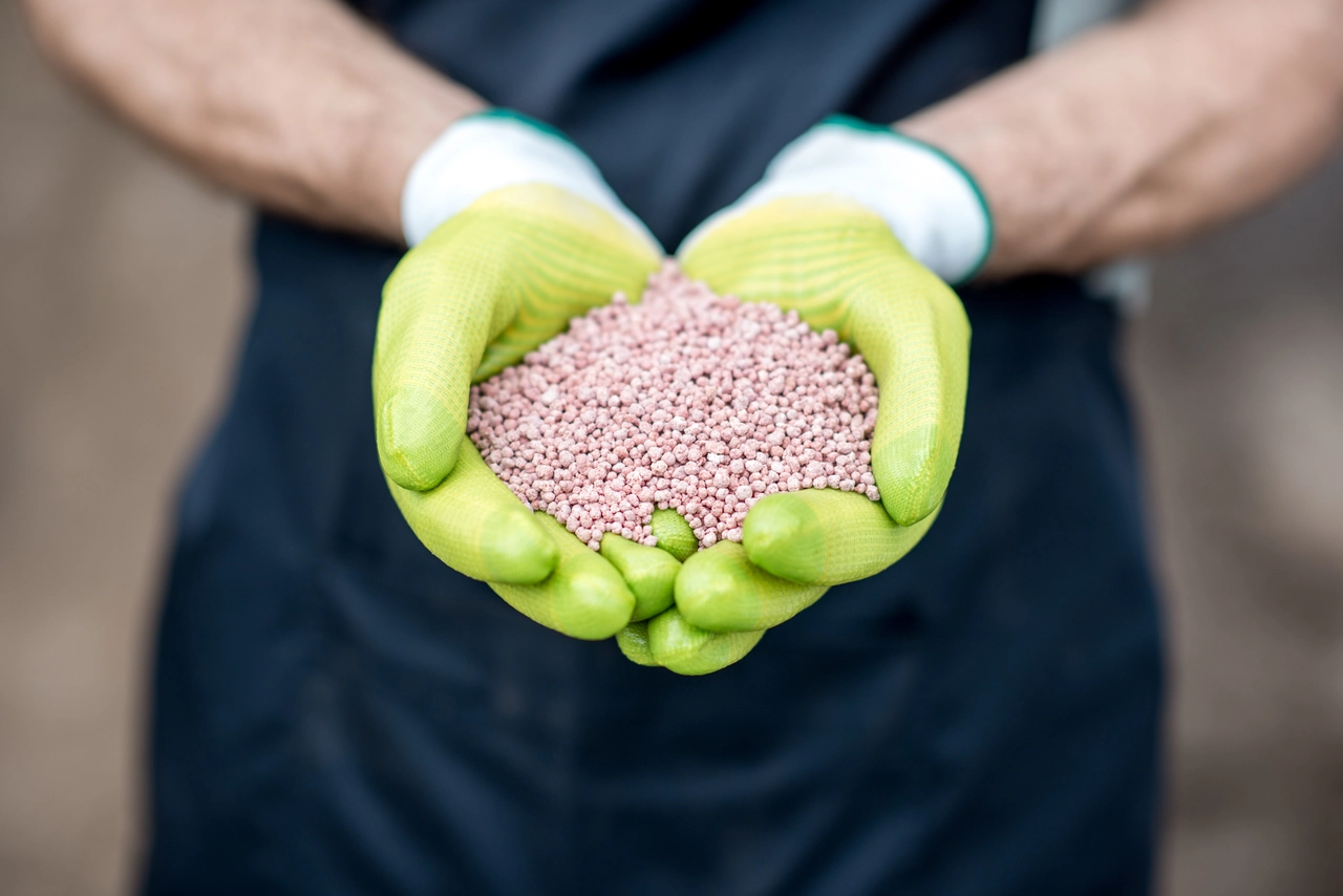 Evitare i fertilizzanti sintetici nella coltivazione biologica del giardino: ecco cosa succede Evitare i fertilizzanti sintetici nella coltivazione biologica del giardino: ecco cosa succede