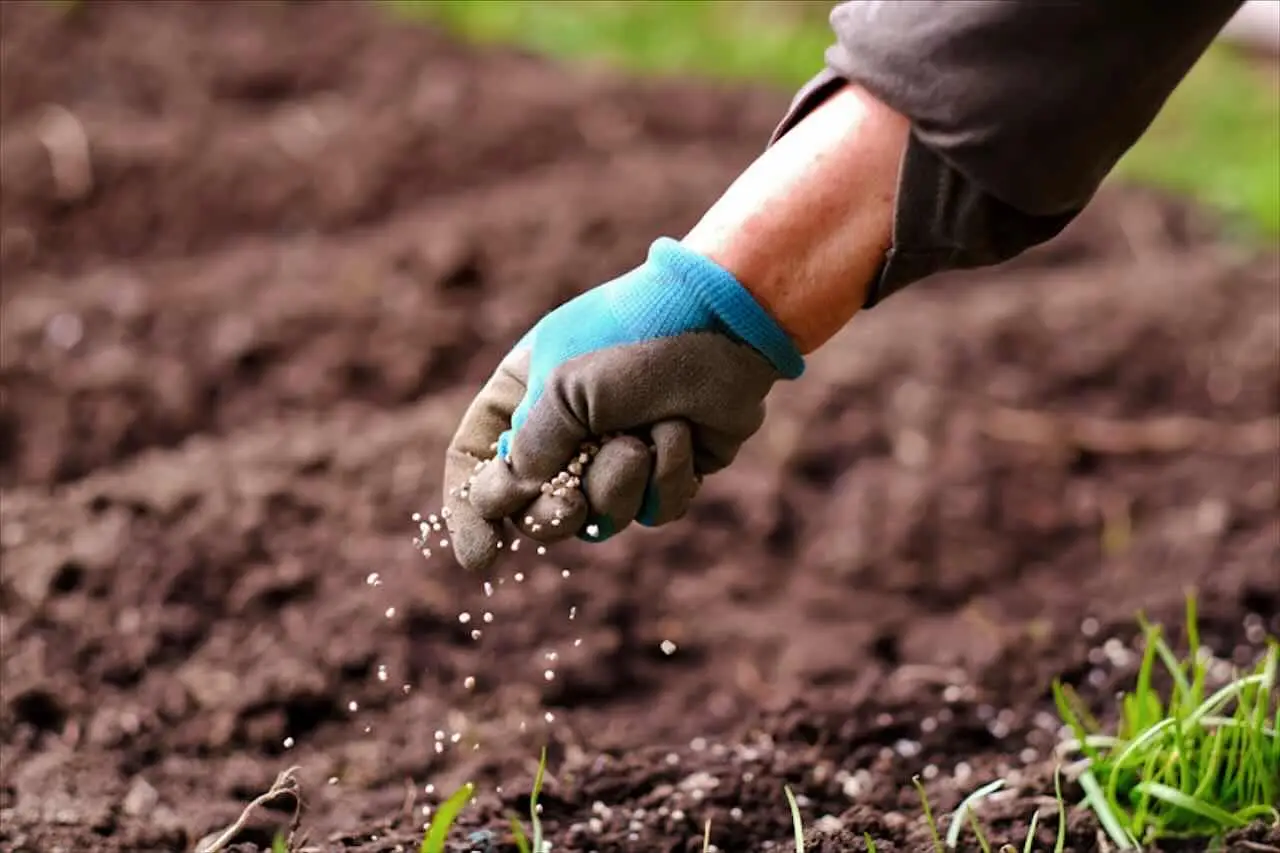 Evitare i fertilizzanti sintetici nella coltivazione biologica del giardino: ecco cosa succede Evitare i fertilizzanti sintetici nella coltivazione biologica del giardino: ecco cosa succede