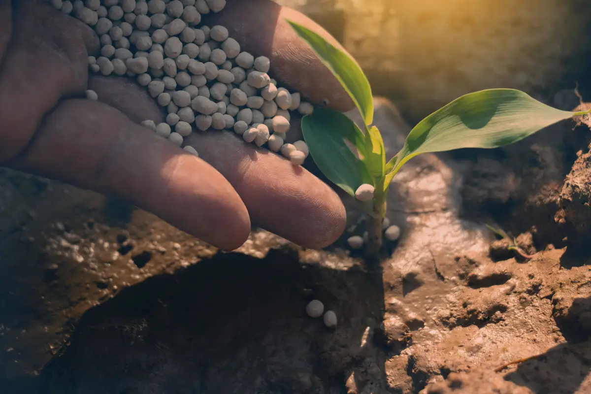 Evitare i fertilizzanti sintetici nella coltivazione biologica del giardino: ecco cosa succede Evitare i fertilizzanti sintetici nella coltivazione biologica del giardino: ecco cosa succede