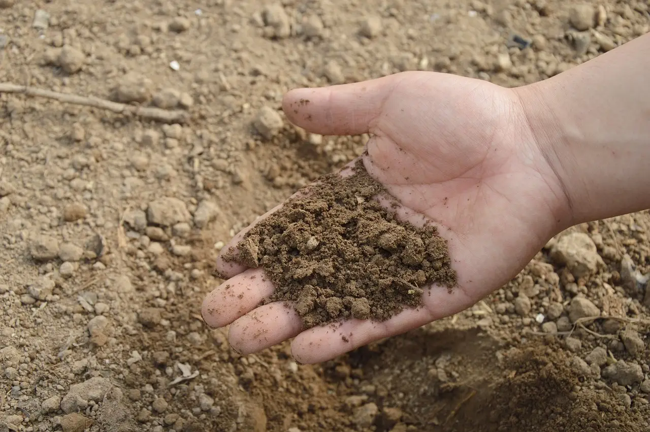 Terriccio inadatto: rischia di ostacolare lo sviluppo delle piante Terriccio inadatto: rischia di ostacolare lo sviluppo delle piante