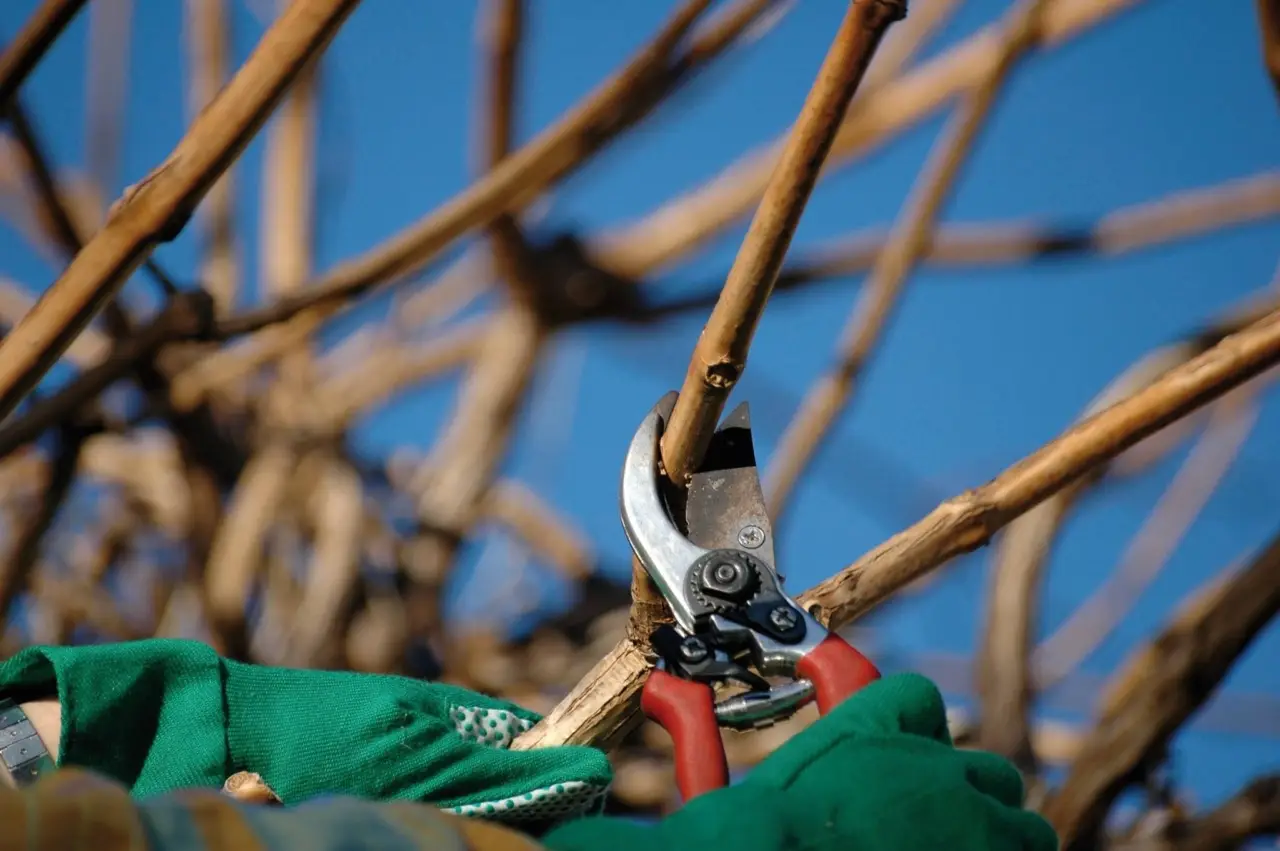 Ecco la corretta potatura per gli alberi nel tuo giardino: scopri la guida Ecco la corretta potatura per gli alberi nel tuo giardino: scopri la guida
