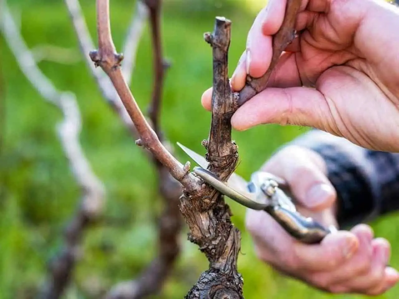 Ecco la corretta potatura per gli alberi nel tuo giardino: scopri la guida Ecco la corretta potatura per gli alberi nel tuo giardino: scopri la guida