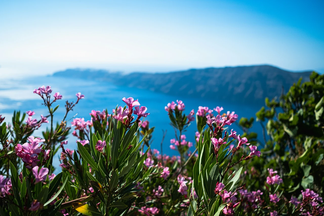 Quali sono i fiori più adatti per attirare api e farfalle nel proprio balcone Quali sono i fiori più adatti per attirare api e farfalle nel proprio balcone