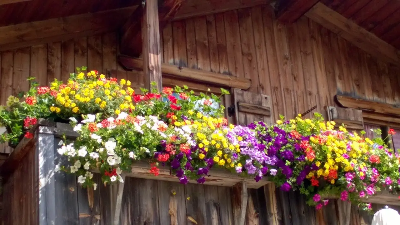 Quali sono i fiori più adatti per attirare api e farfalle nel proprio balcone Quali sono i fiori più adatti per attirare api e farfalle nel proprio balcone