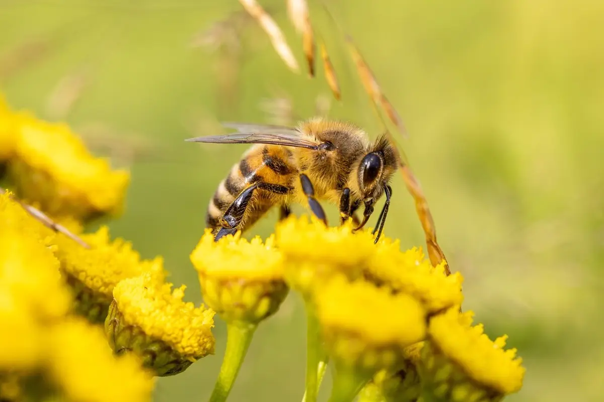 Quali sono i fiori più adatti per attirare api e farfalle nel proprio balcone Quali sono i fiori più adatti per attirare api e farfalle nel proprio balcone