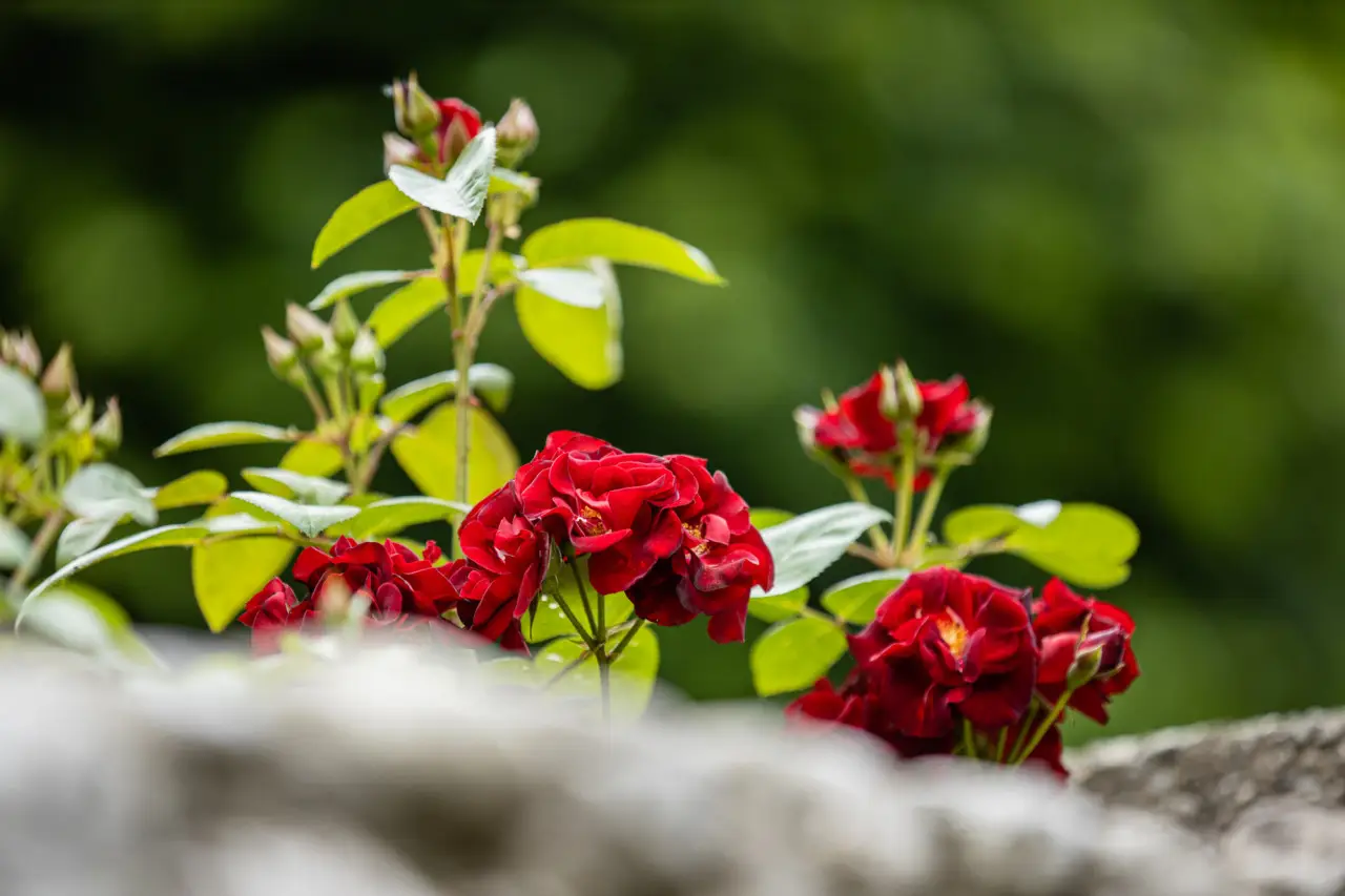 Quali sono i fiori più adatti per attirare api e farfalle nel proprio balcone Quali sono i fiori più adatti per attirare api e farfalle nel proprio balcone