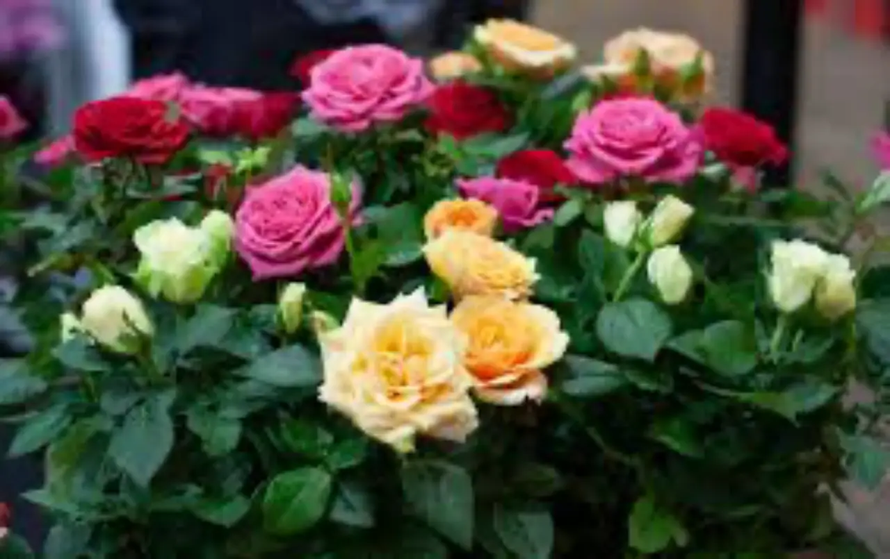 Come riconoscere e trattare le principali malattie delle rose in primavera Come riconoscere e trattare le principali malattie delle rose in primavera