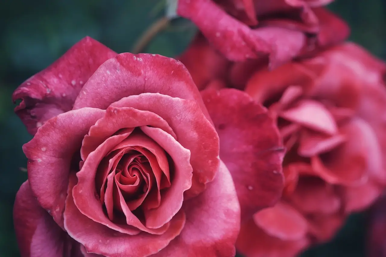 Come riconoscere e trattare le principali malattie delle rose in primavera Come riconoscere e trattare le principali malattie delle rose in primavera