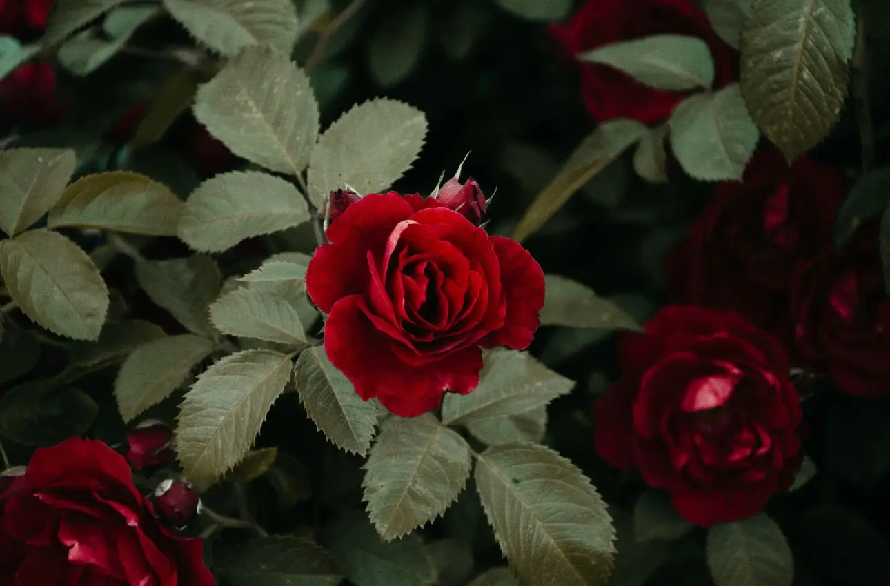 Come riconoscere e trattare le principali malattie delle rose in primavera Come riconoscere e trattare le principali malattie delle rose in primavera