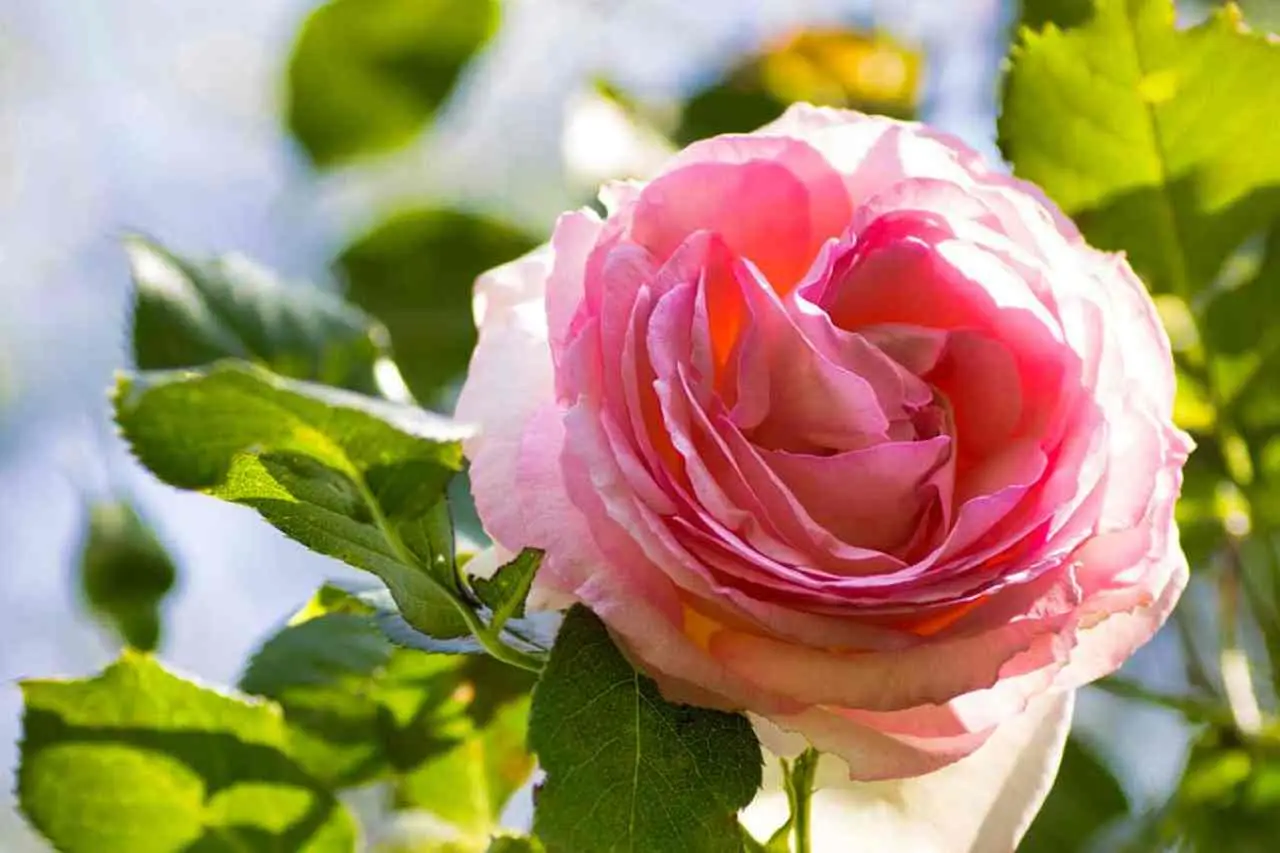Come riconoscere e trattare le principali malattie delle rose in primavera Come riconoscere e trattare le principali malattie delle rose in primavera