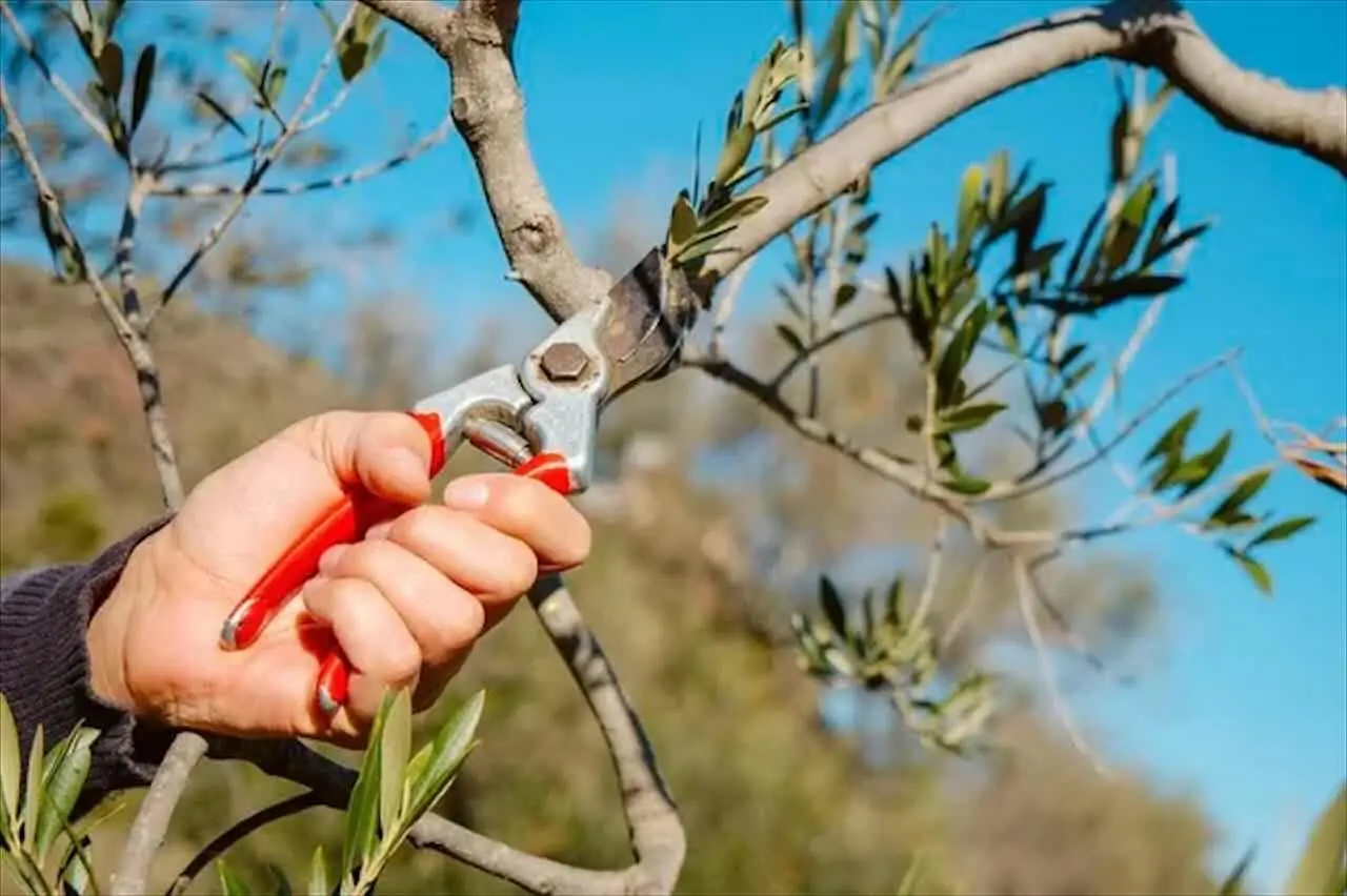 Quando potare gli alberi ornamentali: i consigli dell’agronomo per un risultato ottimale Quando potare gli alberi ornamentali: i consigli dell’agronomo per un risultato ottimale