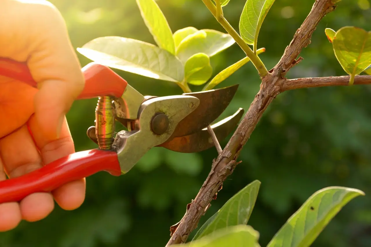 Quando potare gli alberi ornamentali: i consigli dell’agronomo per un risultato ottimale Quando potare gli alberi ornamentali: i consigli dell’agronomo per un risultato ottimale