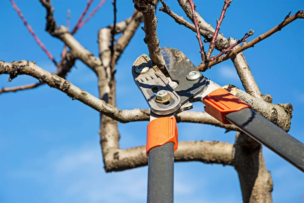 Quando potare gli alberi ornamentali: i consigli dell’agronomo per un risultato ottimale Quando potare gli alberi ornamentali: i consigli dell’agronomo per un risultato ottimale
