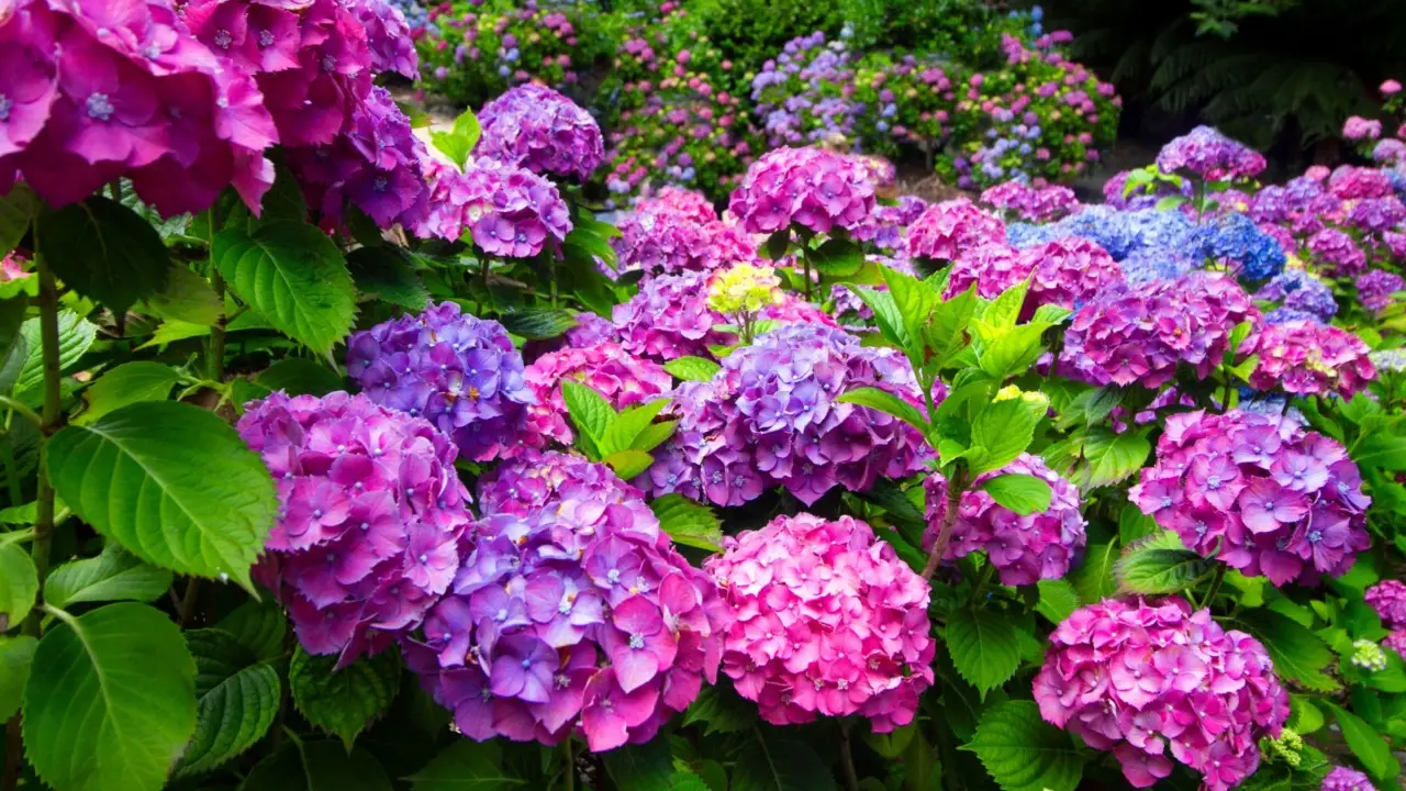 Fioritura ortensie: il metodo naturale del giardiniere per risultati visibili Fioritura ortensie: il metodo naturale del giardiniere per risultati visibili