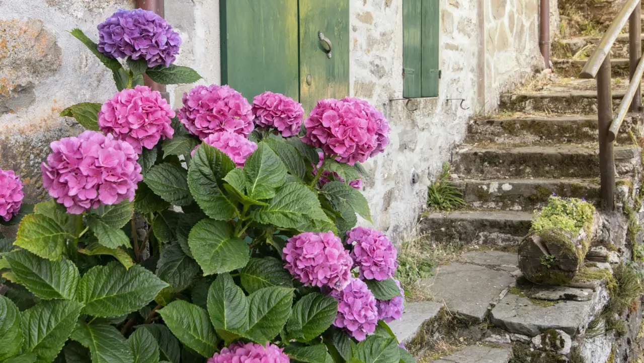 Fioritura ortensie: il metodo naturale del giardiniere per risultati visibili Fioritura ortensie: il metodo naturale del giardiniere per risultati visibili