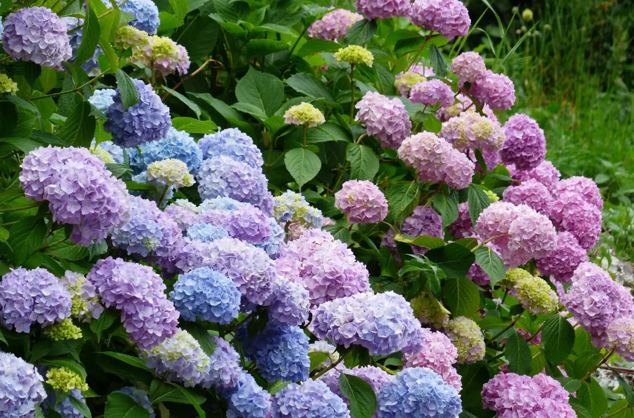 Fioritura ortensie: il metodo naturale del giardiniere per risultati visibili Fioritura ortensie: il metodo naturale del giardiniere per risultati visibili