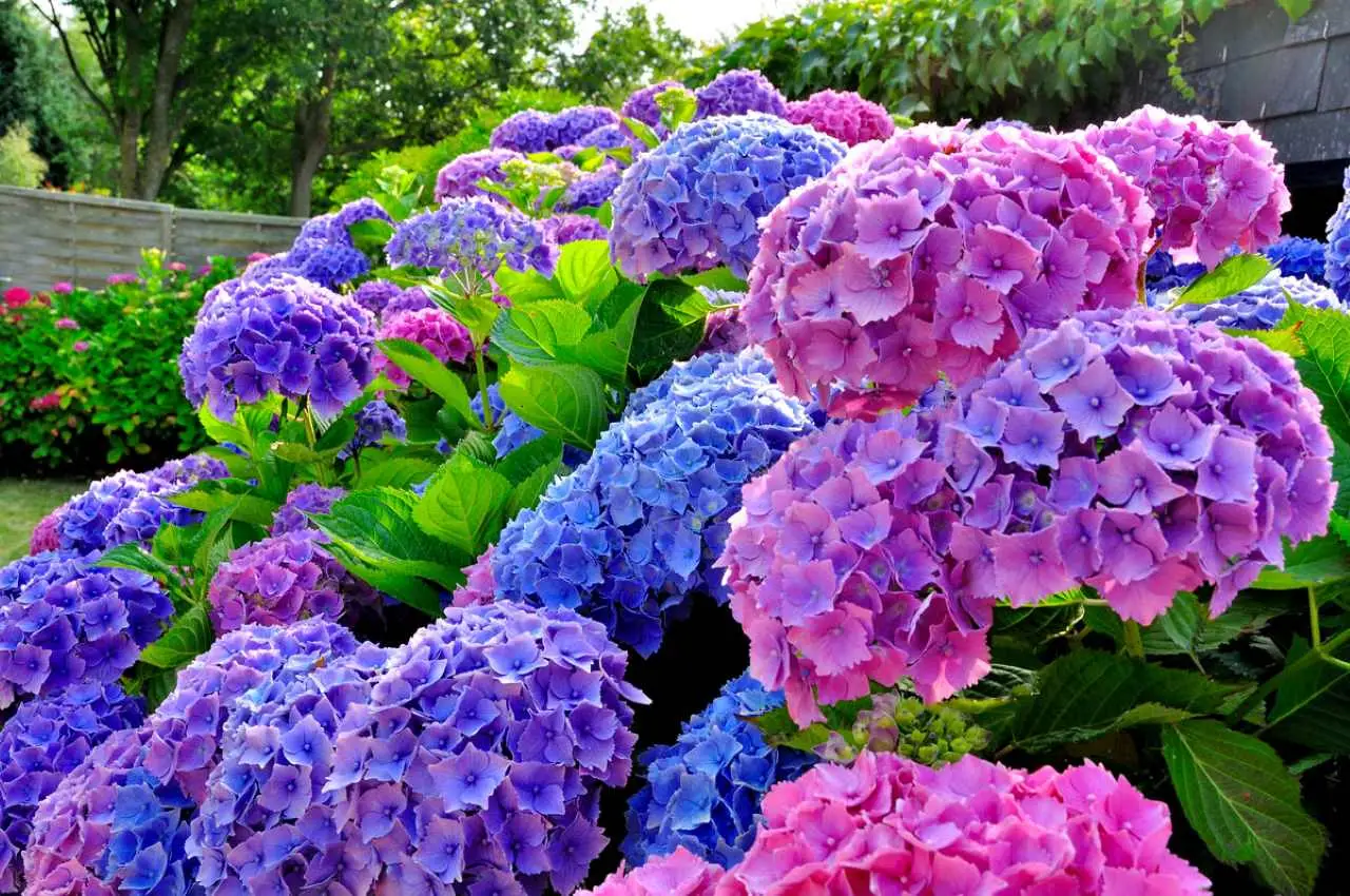 Fioritura ortensie: il metodo naturale del giardiniere per risultati visibili Fioritura ortensie: il metodo naturale del giardiniere per risultati visibili
