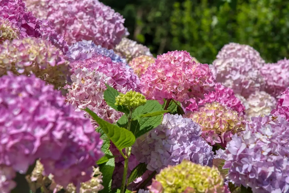 Fioritura ortensie: il metodo naturale del giardiniere per risultati visibili Fioritura ortensie: il metodo naturale del giardiniere per risultati visibili