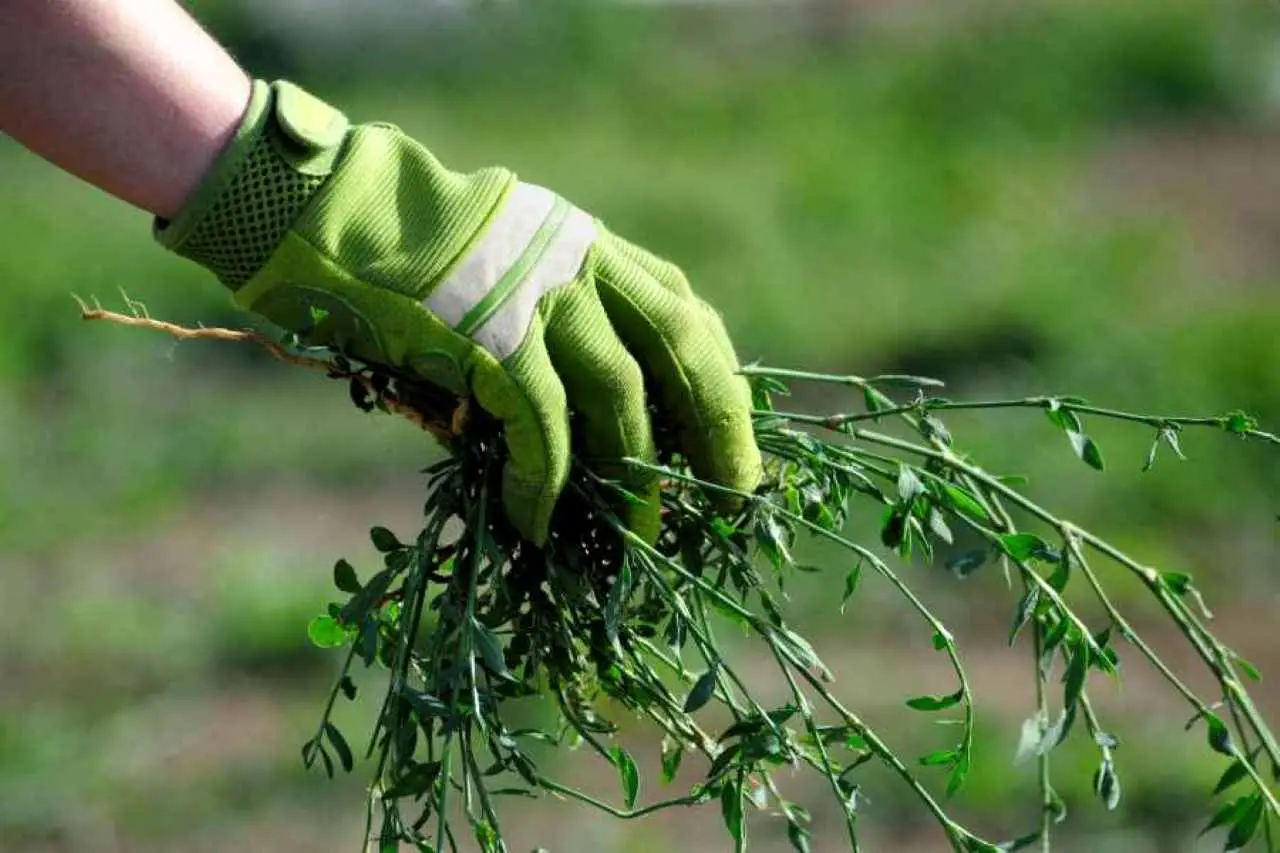 Sale grosso contro le erbacce: la ricetta consigliata dai giardinieri esperti Sale grosso contro le erbacce: la ricetta consigliata dai giardinieri esperti