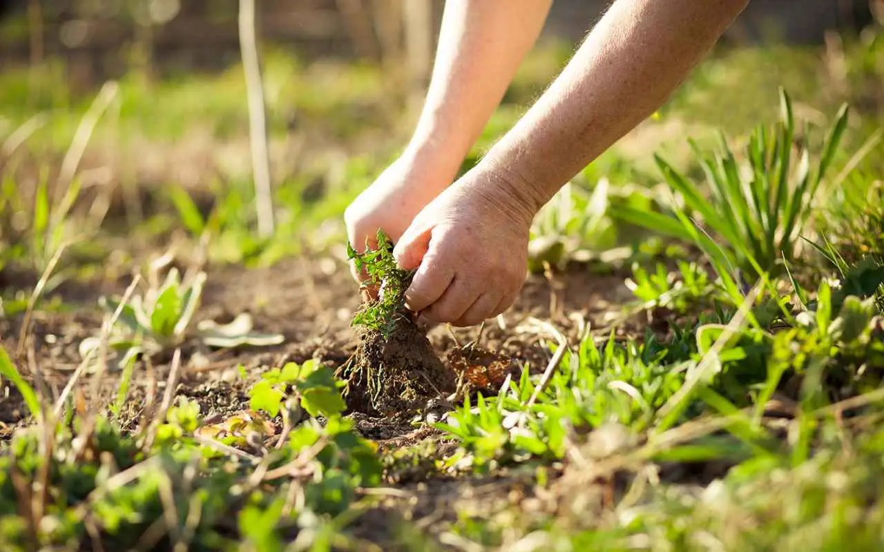 Sale grosso contro le erbacce: la ricetta consigliata dai giardinieri esperti Sale grosso contro le erbacce: la ricetta consigliata dai giardinieri esperti